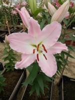 [4494 PO82 LUN 3197 No02.JPG]